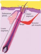 痤瘡的發(fā)病機制及緩解對策