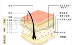 臉部蛋白線(xiàn)有沒(méi)有危害了