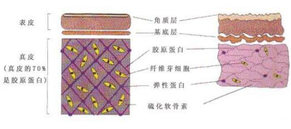 打膠原蛋白針有什么用?果可持續(xù)多久?