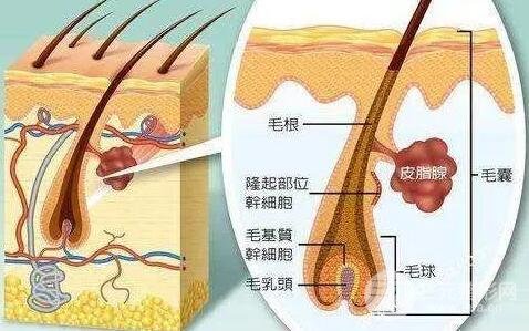 新生兒長得也是栗丘疹