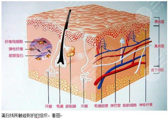 中醫(yī)減肥果