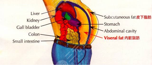 超脂塑能把小肚子減下去嗎