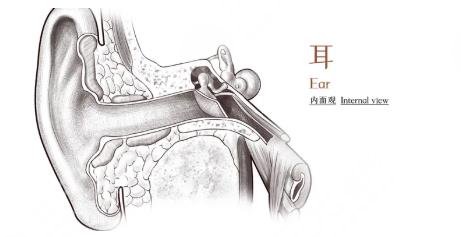 顱耳角在30°-60°之間整形多少錢
