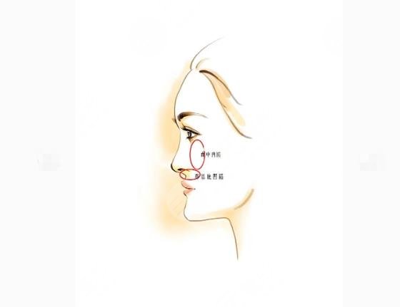 <正面五官比例>