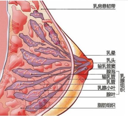 自體脂肪填充豐胸沒(méi)問(wèn)題嗎？適應(yīng)人群有這4類！附注意事項(xiàng)~