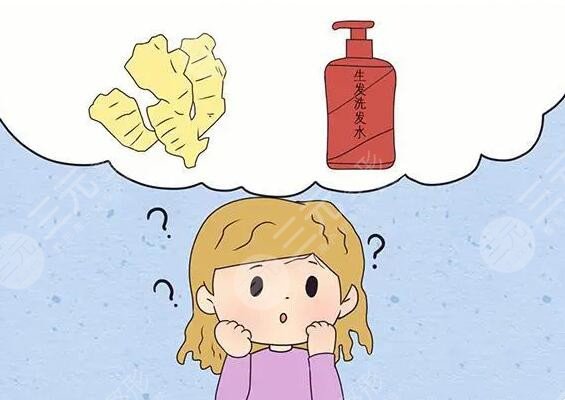 生姜擦頭皮真的能生發(fā)嗎？需要多久能生出來？注意！操作不當(dāng)會有反果！