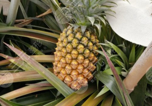 美容養(yǎng)顏的食物有哪些？