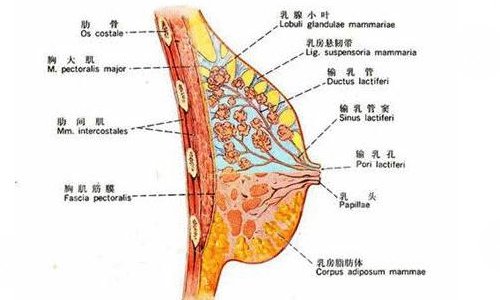 乳房懸吊術(shù)有危險嗎？