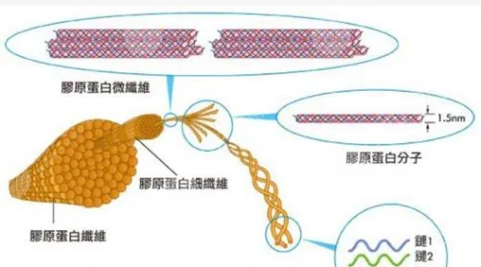 madm膠原蛋白支架