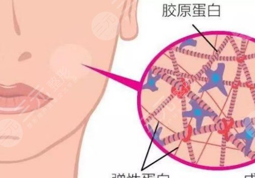 雙美膠原蛋白有幾種型號(hào)？