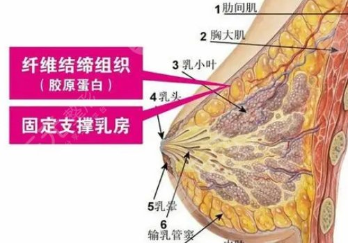 現(xiàn)在隆胸都有哪些手術(shù)