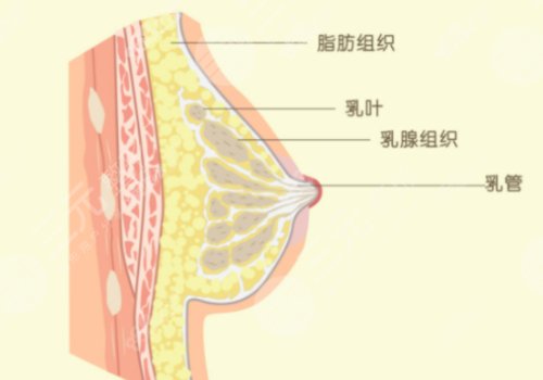 現(xiàn)在隆胸都有哪些手術(shù)